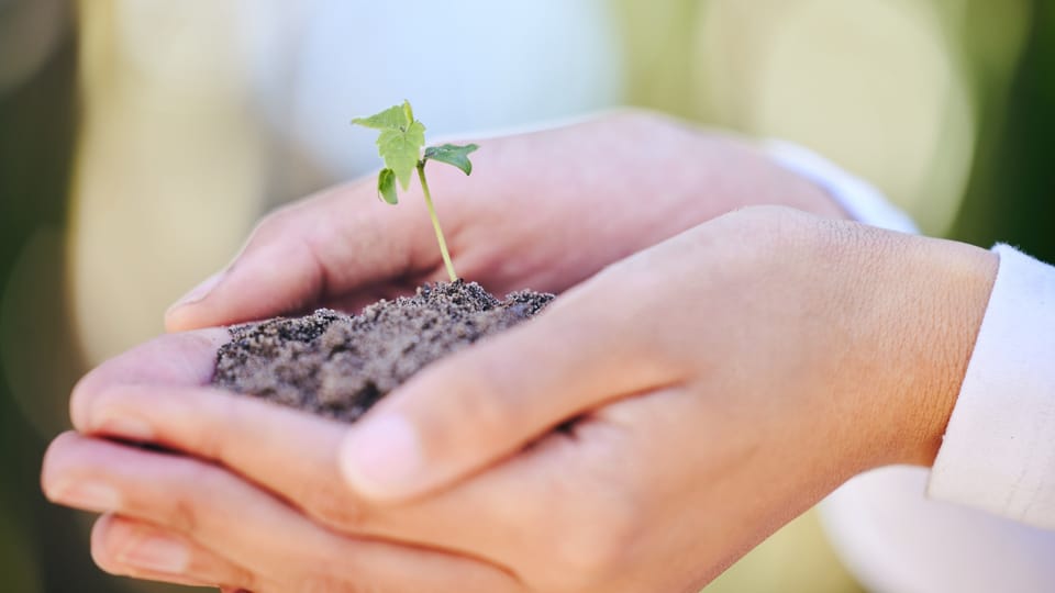 plant in soil