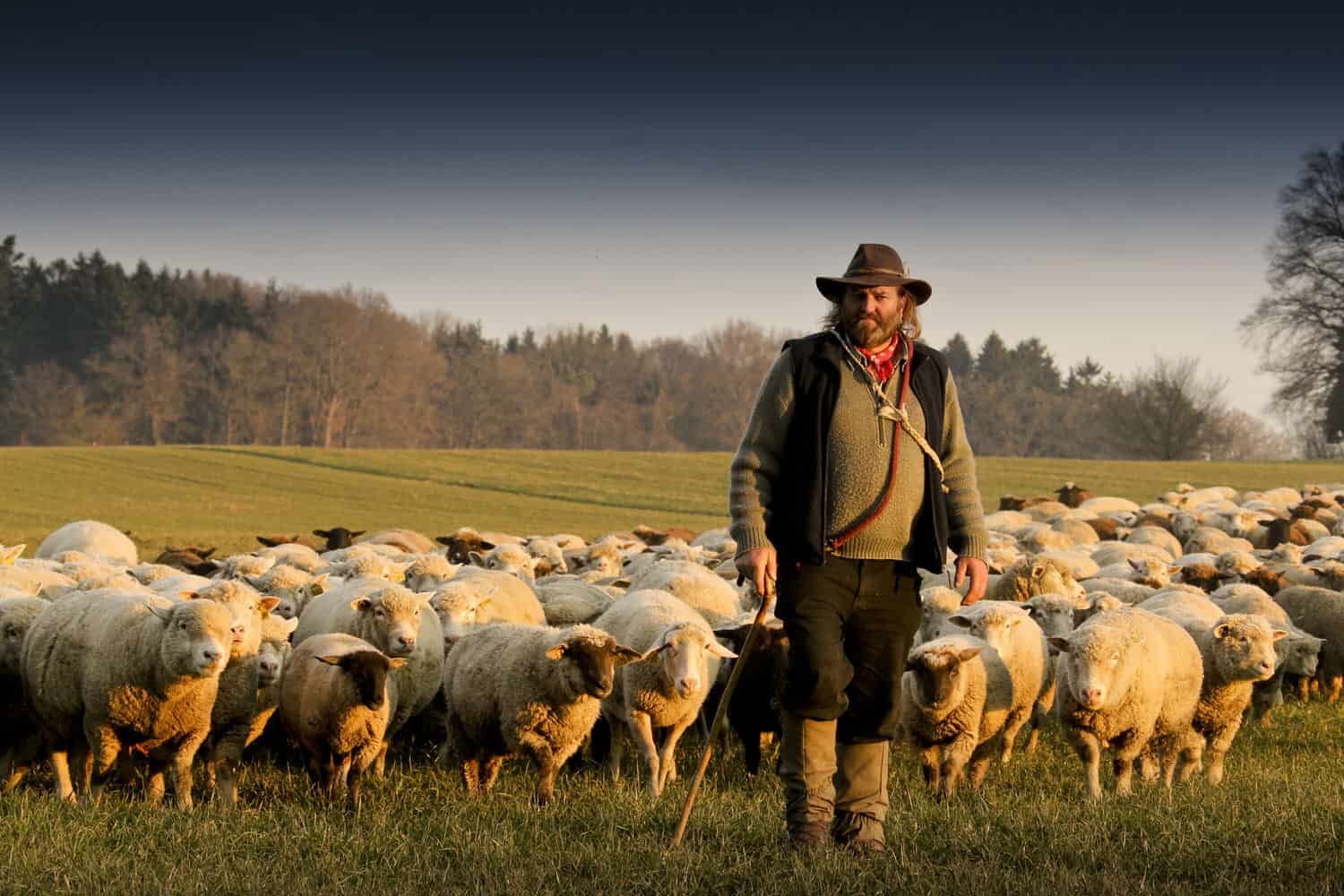 Shepherd the Flock — DashHouse